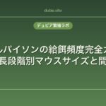 ボールパイソンの給餌頻度完全ガイド｜成長段階別マウスサイズと間隔