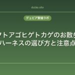 フトアゴヒゲトカゲのお散歩｜ハーネスの選び方と注意点
