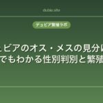 デュビアのオス・メスの見分け方｜初心者でもわかる性別判別と繁殖のコツ