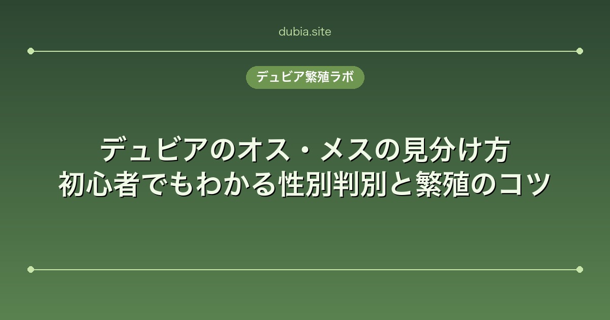 デュビアのオス・メスの見分け方｜初心者でもわかる性別判別と繁殖のコツ