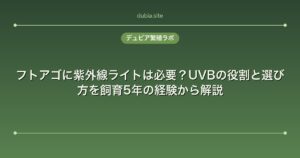 フトアゴに紫外線ライトは必要？UVBの役割と選び方を飼育5年の経験から解説