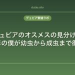 デュビアのオスメスの見分け方｜飼育5年の僕が幼虫から成虫まで徹底解説