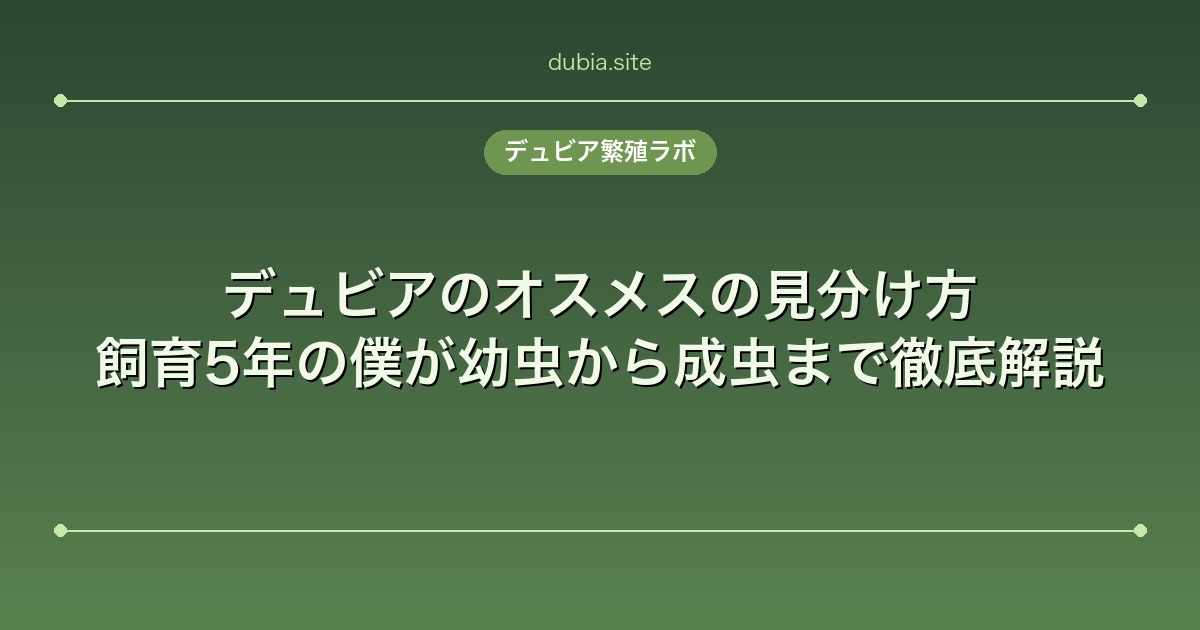 デュビアのオスメスの見分け方|幼虫から成虫まで徹底解説